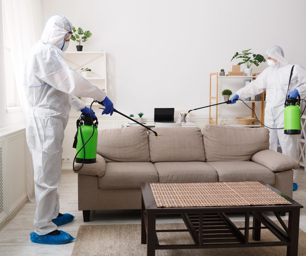 Professional Carpet Cleaning Services
